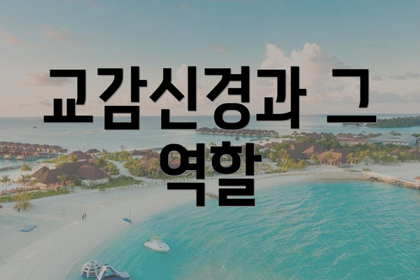 교감신경과 그 역할