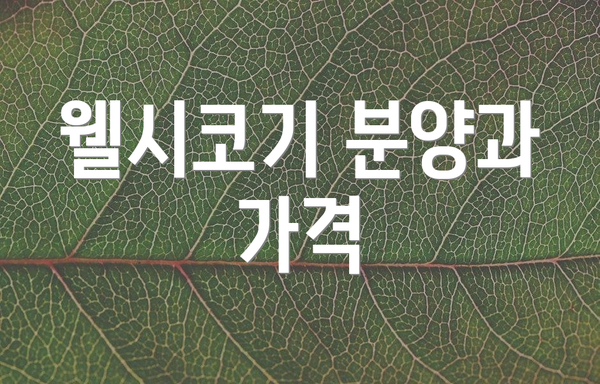 웰시코기 분양과 가격